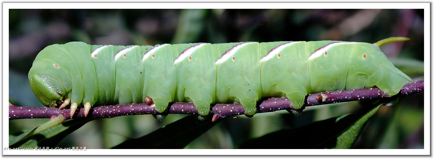 010821_Macro_Pano.jpg