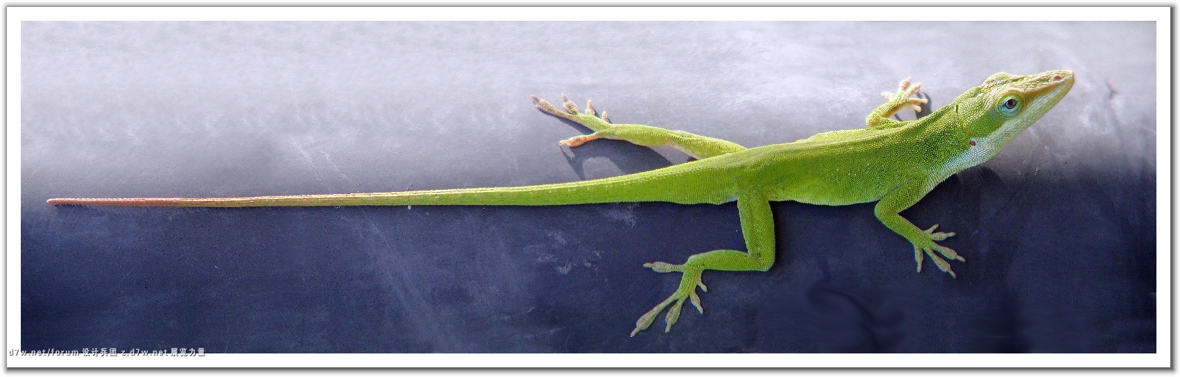 306925-Sunning Lizard.jpg
