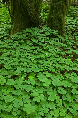 forest-carpet.jpg